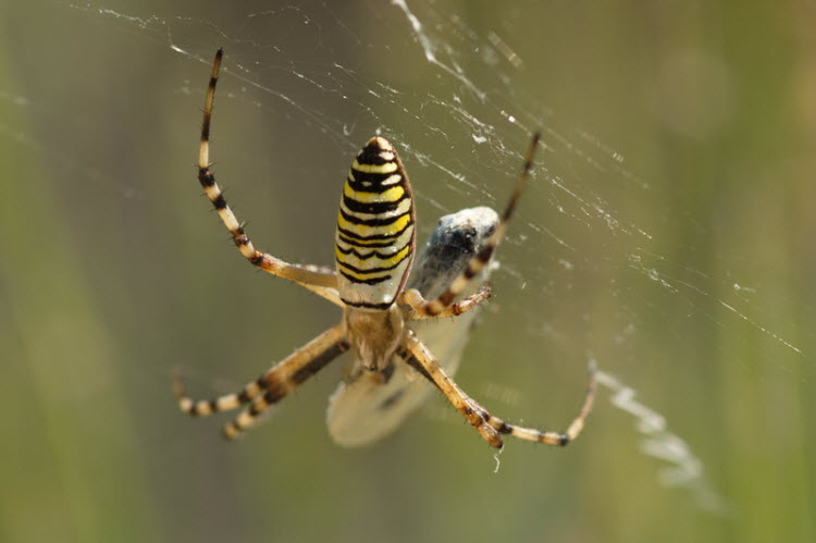 Tigerspinne