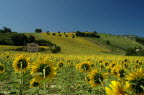 Sunflower field