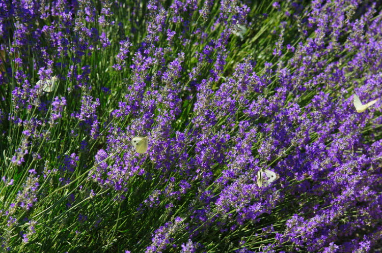 Lavender