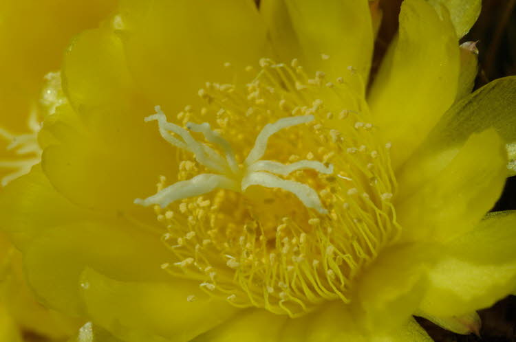 Cactus blossom