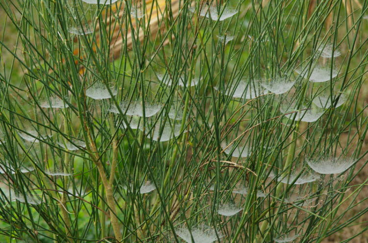 Broom in autum