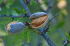 Ripe almonds